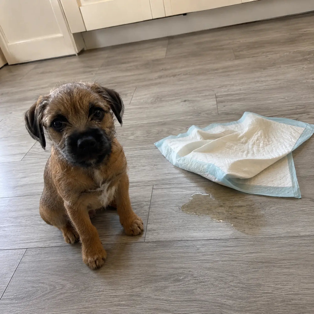 2. Their pad was the problem, not their dog